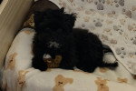 Un Maltipoo allongé sur un lit