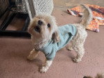 Un Maltipoo portant un habit pour chien et ayant la gueule ouverte