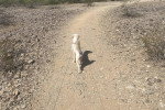 Un Maltipoo tenu en laisse sur un sentier