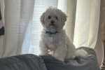 Un Maltipoo assis sur un canapé et portant un collier autour du cou
