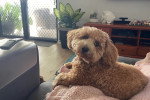 Un Maltipoo allongé sur un canapé