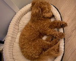Un Maltipoo allongé sur un panier et semblant dormir
