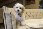 Un Maltipoo assis sur un canapé et portant un collier autour du cou