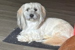 Un Maltipoo allongé sur un tapis