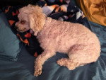 Un Maltipoo allongé sur un lit et portant un collier