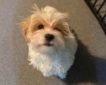Un Maltipoo assis et regardant vers la caméra