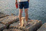 Un Maltipoo assis derrière une personne 