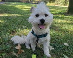 Un Maltipoo assis sur un terrain herbeux et tenu en laisse