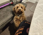 Un Maltipoo portant un collier autour du cou