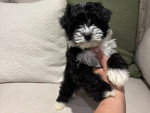 Un Maltipoo tenu par une personne sur le canapé