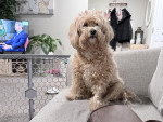 Un Maltipoo assis sur un canapé