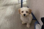 Un Maltipoo assis sur un parquet