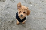 Un Maltipoo assis sur une surface sableuse et portant un harnais