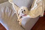Un Maltipoo assis sur un canapé et portant un collier
