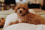 Un Maltipoo allongé sur une couverture