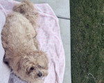 Un Maltipoo allongé sur un tissu
