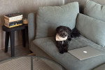 Un Maltipoo allongé sur un canapé et portant un foulard autour du cou