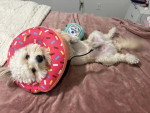 Un Maltipoo allongé sur un lit