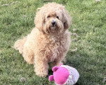 Un Maltipoo assis sur un terrain herbeux
