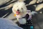 Un Maltipoo assis  et ayant la gueule ouverte