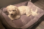 Un Maltipoo allongé sur un panier