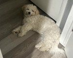 Un Maltipoo allongé devant une porte