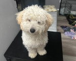 Un Maltipoo assis sur une petite table