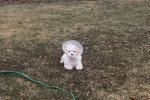 Un Maltipoo assis sur un terrain herbeux