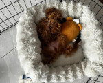 Un Maltipoo assis sur un panier dans une cage