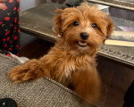 Un Maltipoo regardant vers la caméra