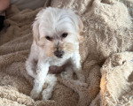 Un Maltipoo assis sur une couverture