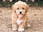 Un Maltipoo assis sur des gravillons et tirant la langue