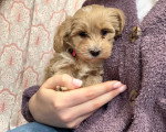 Un chiot Maltipoo dans la main d'une personne