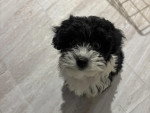 Un Maltipoo assis et regardant vers la caméra