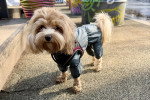 Un Maltipoo portant une combinaison pour chien et regardant vers la caméra