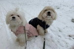 Deux Maltipoo assis sur une surface enneigée
