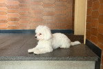 Un Maltipoo allongé et semblant détendu
