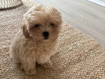 Un Maltipoo assis sur un tapis