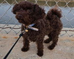 Un Maltipoo tenu en laisse devant une grille