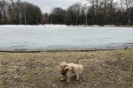 Un Maltipoo sur un terrain herbeux