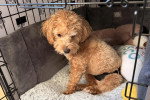 Un Maltipoo assis dans une cage