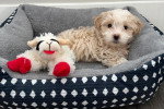 Un Maltipoo allongé sur un panier