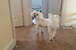 Un Maltipoo devant une porte