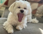 Un Maltipoo allongé sur un canapé et tirant la langue