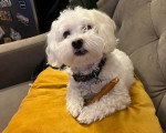 Un Maltipoo allongé sur un coussin et portant un collier autour du cou