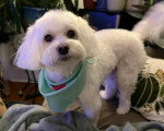 Un Maltipoo portant un foulard autour du cou et regardant vers la caméra