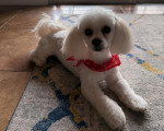 Un Maltipoo allongé sur un tapis