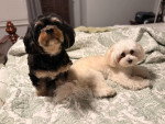 Deux Maltipoo sur un lit