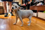 Un Maltipoo sur un parquet et regardant vers la caméra