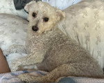 Un Maltipoo allongé sur un coussin